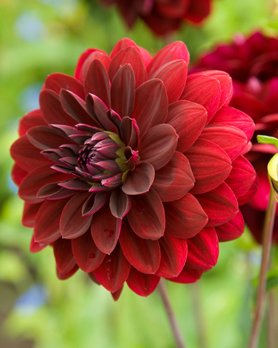DAHLIA ARABIAN NIGHT 10 kusov